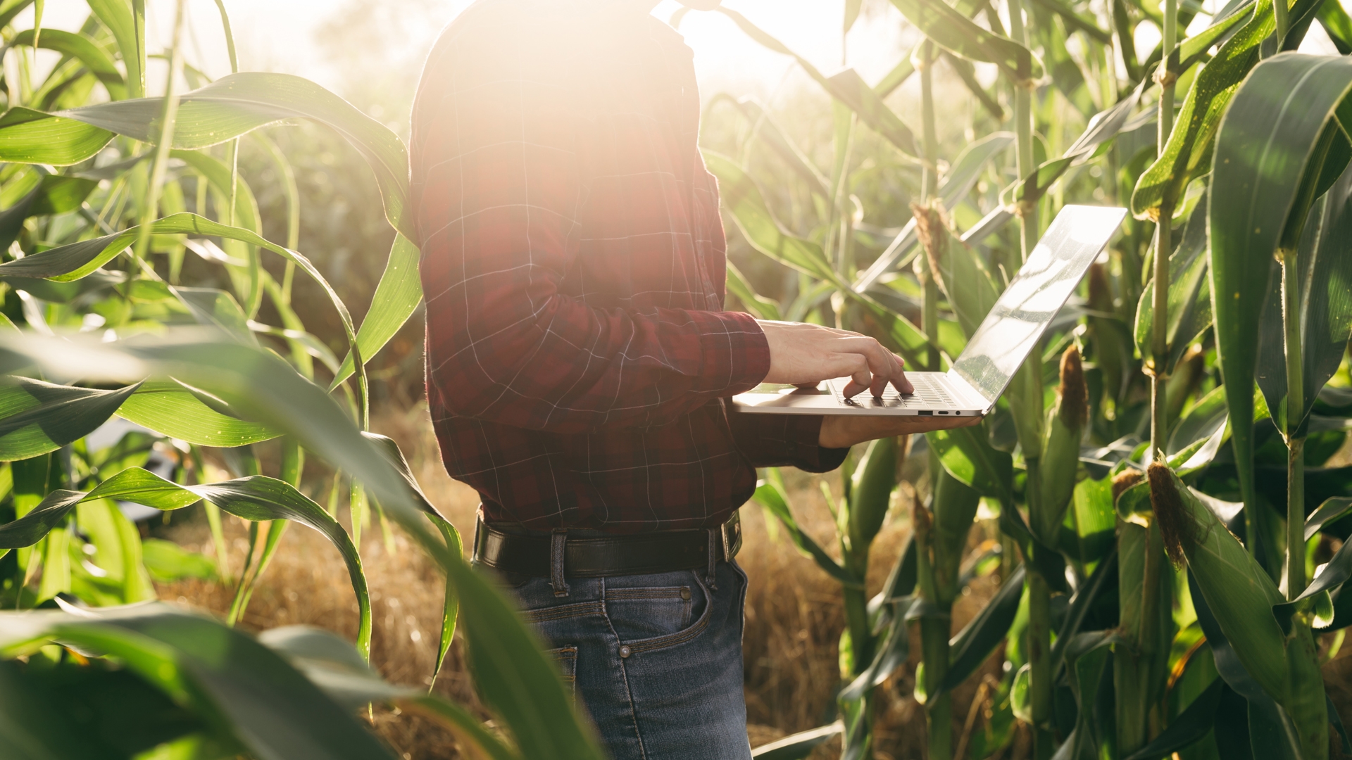 farmer in a corn crop field with a laptop