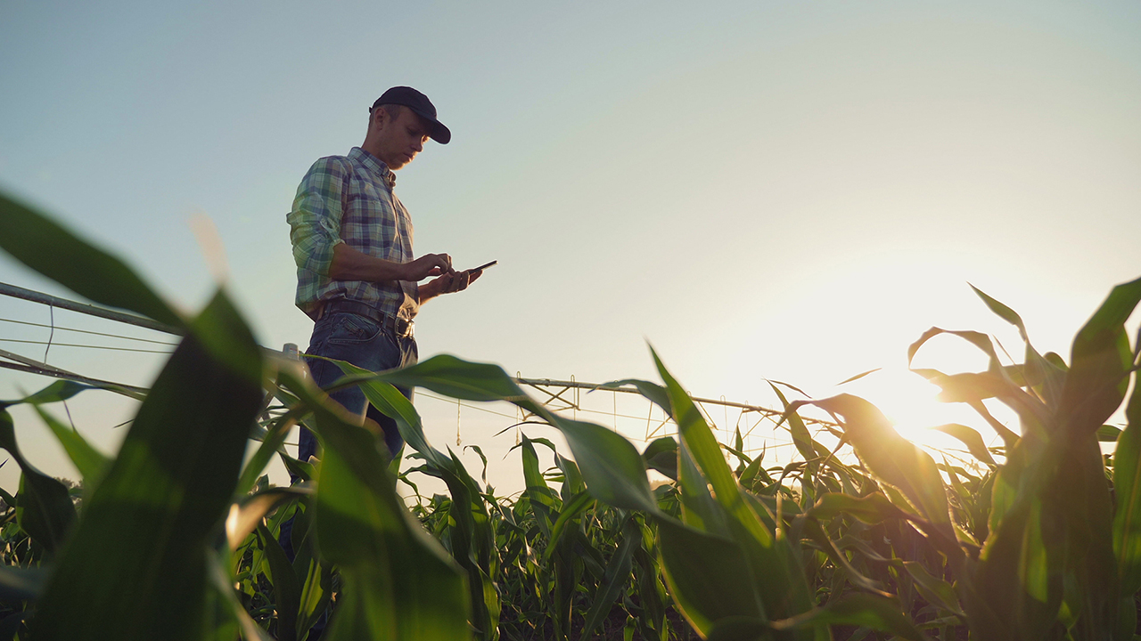 A man on his phone in a cornfield